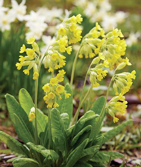 How to Grow Cowslip : Cowslip (Primula veris) is a beautiful early-spring flower for shade. Learn how to grow it here! Wildlife Garden Design, Part Shade Perennials, Primula Veris, Hardscape Backyard, Early Spring Flowers, Container Garden Design, Shade Perennials, Plant Guide, Wildlife Gardening