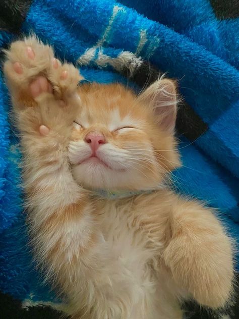 Cat Pfp Cute, Cat Pfp, Kitten Photos, Aesthetic Cat, Cute Cats Photos, Cat Aesthetic, Cat Lover, Cute Cat, Cute Cats