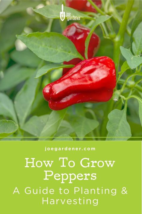 If you’ve never grown peppers before, they're a very rewarding choice for your edible garden. They’re easy to grow, with nearly infinite varietal choices, and once established, they produce like crazy all the way till frost. They’re gorgeous to see growing in your garden, and you’ll have plenty for yourself and to give away. If you want to grow peppers in your garden, here's what you need to know! | #peppers #growpeppers #howtogrowpeppers #vegetablegardening #gardening #organicgardening Grow Bell Peppers, Grow Peppers, Growing Bell Peppers, Growing Peppers, Sweet Bell Peppers, Growing Greens, Sweet Peppers, Veggie Patch, Pin Ideas