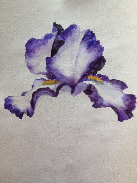 Hur Man Ritar Blommor, Iris Painting, Drawing Hair, Watercolor Flower Art, 수채화 그림, Plant Drawing, Watercolor Paintings Tutorials, Watercolor Flowers Paintings, Painting Flowers