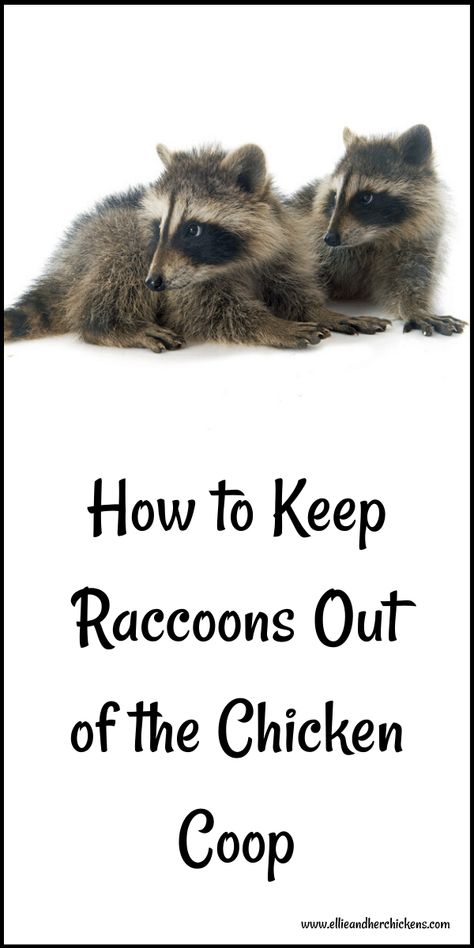 How to Keep Raccoons Out of the Chicken Coop Fallout Series, Best Egg Laying Chickens, Raising Ducks, Chicken Nesting Boxes, Backyard Garden Diy, Diy Chicken Coop Plans, Chicken Coop Run, Chicken Farming, Backyard Chicken Farming