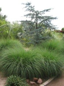 Replacing a thirsty lawn with ornamental grasses Ornamental Grass, Fountain Grass, Drought Tolerant Landscape, Backyard Plants, Landscape Plants, Dry Garden, Grasses Garden, Flower Spike, Drought Tolerant Plants