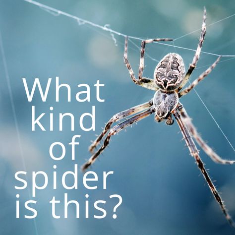 A quick-and-easy spider identification guide to help you identify spiders in your home and garden. Spider Identification Chart, Spider Identification, Common Spiders, Spider Fact, Funnel Web Spider, Recluse Spider, Brown Recluse Spider, Crab Spider, Types Of Spiders