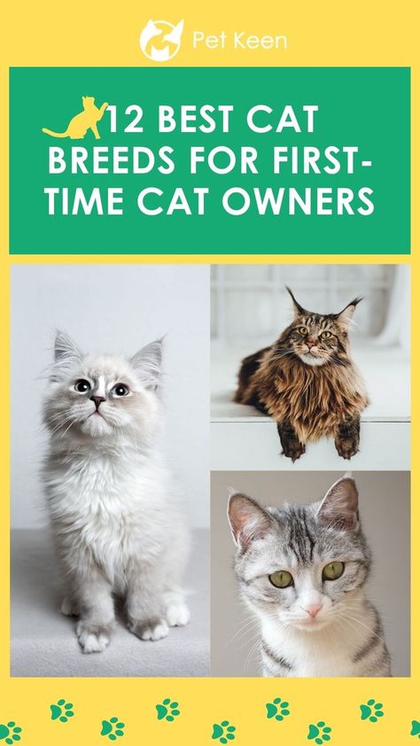 We’ve researched the best cat breeds for first-time owners and separated the easy felines from the picky kitties. First Kitten Checklist, Cat Starter Kit List, Friendly Cat Breeds, Owning A Cat For The First Time, First Cat Owner Tips, Best Cat Breeds For First Time Owners, Different Cat Breeds, Small Cat Breeds, Aesthetic Cat Tattoo