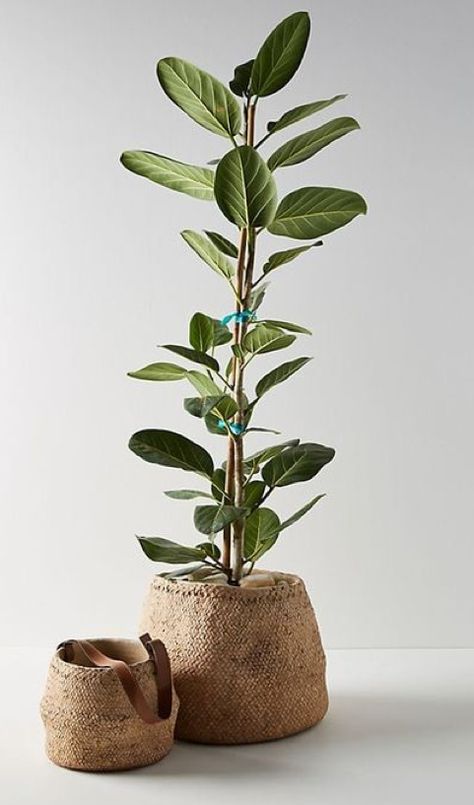 Anthropologie Outdoor, نباتات منزلية, Cement Planters, Bathroom Plants, Bedroom Plants, Rustic Bathroom, Wet Rooms, Bathroom Styling, Diy Bathroom