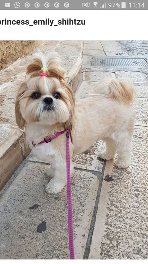 Shih Zhu Haircuts, Female Shih Tzu Haircut, Shihtzu Hairstyle, Lhasa Apso Haircut Styles, Shihtzu Haircut Teddy Bears, Shihtzu Haircut Short, Short Shitzu Haircut, Shih Tzu Haircuts Female, Corte Shitzu