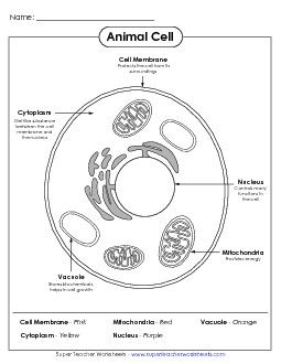 Animal and Plant Cell Worksheets Cell Worksheets, Density Worksheet, Activities For Teachers, Phonics Spelling, Sixth Grade Science, Science Cells, Cells Worksheet, Plant And Animal Cells, Plant Cells