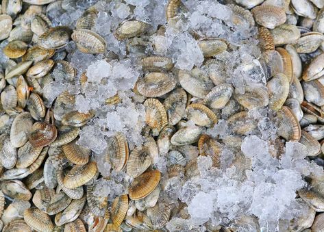 Freshwater Clams: The Many Different Kinds With Their Care Guides Muscles And Clams Recipe, Pearl In Clam, Freshwater Clams, Steam Clams, Pearls In Clam, Littleneck Clams, Water Movement, Different Kinds, Food Out