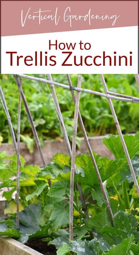 Zucchini Garden Trellis, Zucchini Garden Vertical Trellis Ideas, Growing Vegetables Vertically, Diy Zucchini Trellis, Zucchini Plants Vertical, How To Grow Zucchini Vertically, Zucchini Trellis Ideas, Zucchini Trellis, Easiest Veggies To Grow