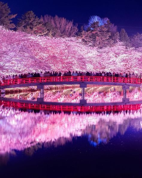 📸Photo of the day by miyazaki_japan via IG The cherry blossoms at Hirosaki Park were in full bloom. #livinginjapan #japan #japantravel #japantravelguide #japantravelphoto #japantrip #japantraveller #travel #traveller #sightseeing #sightseeingjapan #beautifuljapan #beautiful #beauty #kyoto #kyotojapan #kyototrip #osaka #osakajapan #tokyo #cherryblossoms #sakura Japan Travel Tokyo Kyoto Sakura, Kyoto Aesthetic, Kyoto Sakura, Miyazaki Japan, Travel Tokyo, Infrastructure Development, Japan Travel Guide, Japan Trip, Tokyo Travel