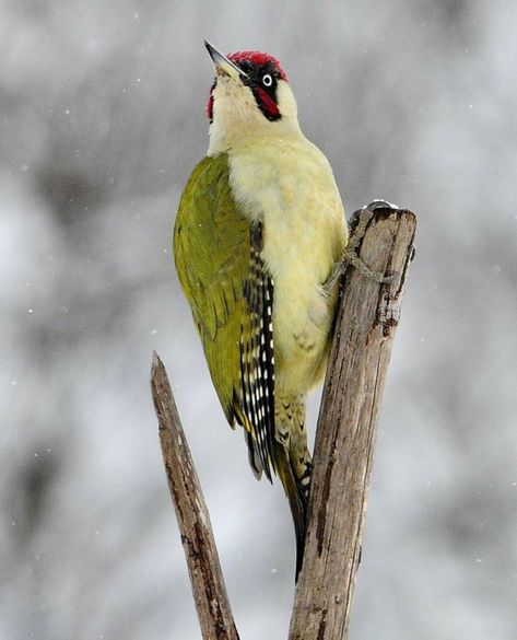 Green Woodpecker, Western Asia, Red Crown, British Wildlife, Owl Bird, Bird Perch, All Birds, Bird Pictures, Watercolor Bird