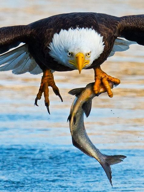 Bald Eagle with Fish. Bald Eagle in flight with Large fish in talons #Sponsored , #SPONSORED, #affiliate, #Eagle, #fish, #talons, #Fish Animal Wallpaper Aesthetic, Tattoo Eagle, Animal Photography Wildlife, Animal Aesthetic, Tattoo Animal, Wild Animals Photography, Eagle Images, Eagle In Flight, Eagle Painting