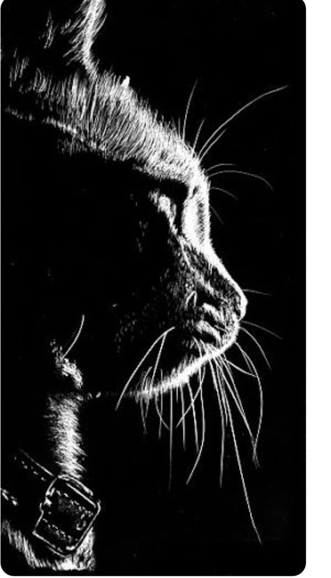 White Photo, A Cat, In The Dark, A Black, Black And White, Animals, White, Black, Art