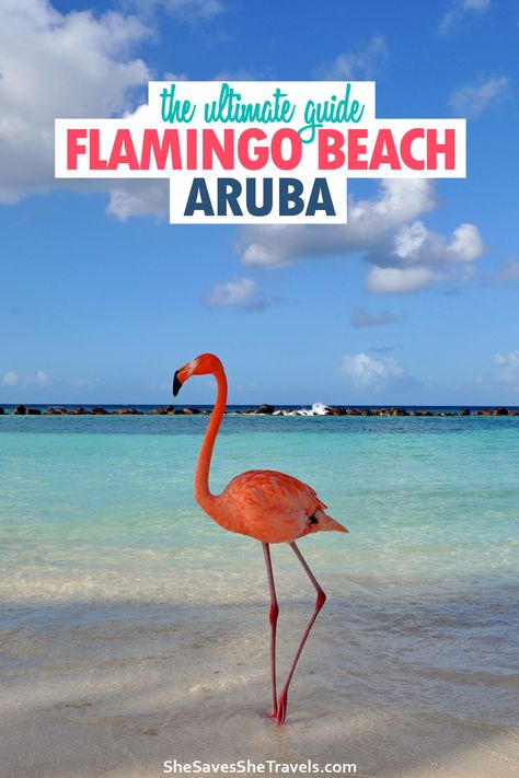 Everything you need to know about Flamingo Beach, Aruba. How much it costs, how to get day passes, taking awesome photos and more! Aruba is a gorgeous Caribbean island and this beach is a phenomenal experience! | Aruba Things to Do | Flamingo Beach Aruba | Flamingo Island | Caribbean Islands Flamingo Beach Aruba, Aruba Trip, Aruba Vacation, Visit Aruba, Aruba Resorts, Aruba Travel, Vacation 2024, Flamingo Beach, Caribbean Travel