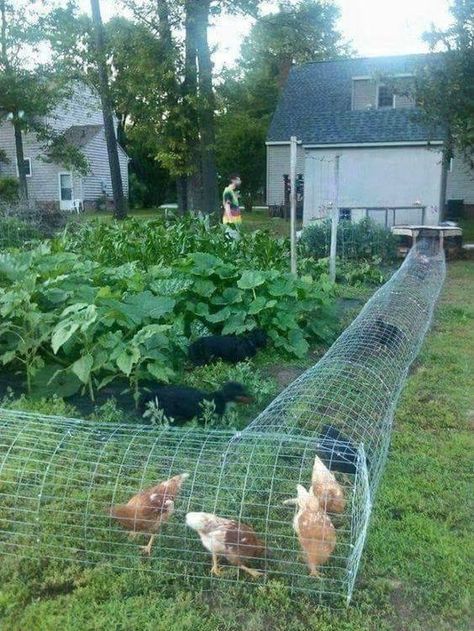 Reban Ayam, Chicken Tunnel, Chicken Tunnels, Backyard Chicken Coop Plans, Jardim Diy, Backyard Chicken Farming, Coops Diy, Chicken Coop Designs, Chicken Garden