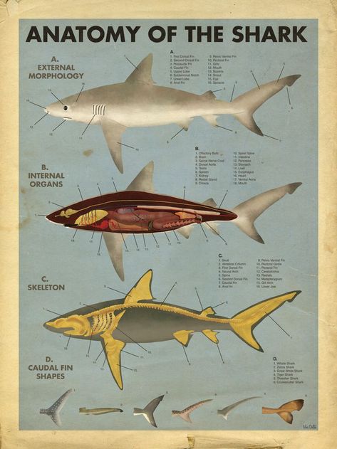 Shark Artwork, Shark Facts, Marine Biologist, Cute Shark, Cat Air, The Shark, Marine Biology, Shark Week, Animal Facts