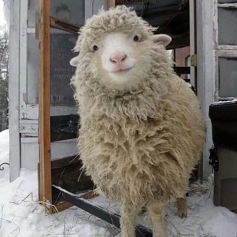 Cutest Sheeps on Instagram: “Look this smile 😁❤ From John Churchman #smile #snow #noel #winter #smily #farming #agriculture #farm #farmlife #farmer #tractor #nature…” Happy Sheep, Sheep And Lamb, Cute Sheep, Baby Goats, Silly Animals, Instagram Look, All Things Cute, Animal Photo, Animal Kingdom