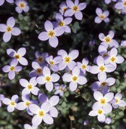 Thyme-Leaved Bluets- Houstonia serpyllifolia Pennsylvania Wildflowers, Kentucky Wildflowers, Jack In The Pulpit, Silver Dollar City, Pigeon Forge Tn, Spring Wildflowers, Wildflower Garden, Great Smoky Mountains National Park, Hardy Plants