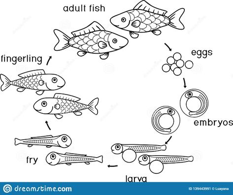 Fish Life Cycle, Stages Of Development, Fish Activities, Fish Coloring Page, Cell Cycle, Sorting Games, Pond Life, Fish Illustration, Water Animals