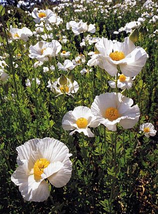 To learn about native plants, just dig right in Ojai Landscaping, Matilija Poppy, California Landscaping, California Flowers, California Native Garden, Sage Garden, California Plants, California Wildflowers, Native Gardens