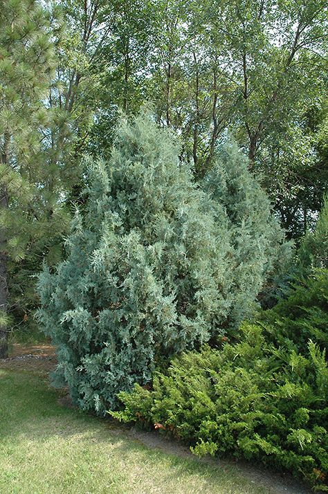 Juniper Wichita Blue, or Colorado Redcedar, 18hx6w Wichita Blue Juniper, Blue Juniper, Landscape Nursery, Low Maintenance Shrubs, Evergreen Hedge, Home Landscaping, Johnson Brothers, Evergreen Shrubs, Types Of Soil