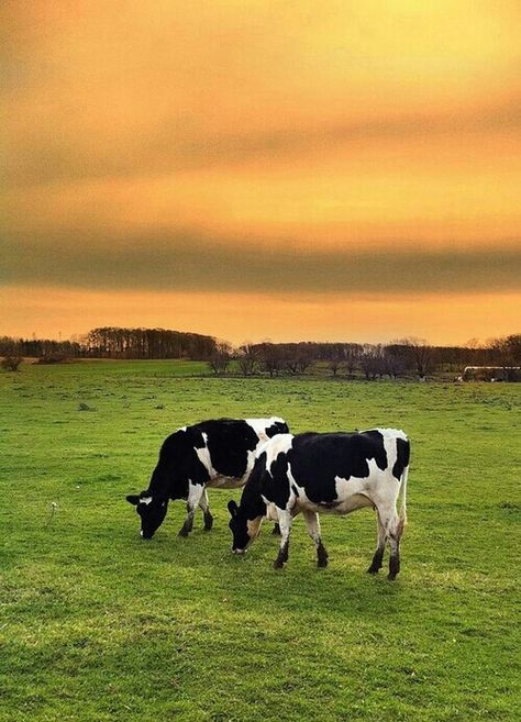 Cows have best buddies and get stressed when not around them:0! Cow Pics Aesthetic, Cow Reference, Black And White Cows, Two Cows, White Cows, Field Of Cows Aesthetic, Suffolk Sheep, Cows In Sunset, Cow Photography