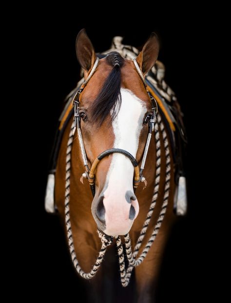 Aqha Stallion, Aqha Horses, Western Pleasure Horses, Reining Horses, Quarter Horses, Equine Photographer, American Quarter Horse, Western Pleasure, Florida Georgia Line