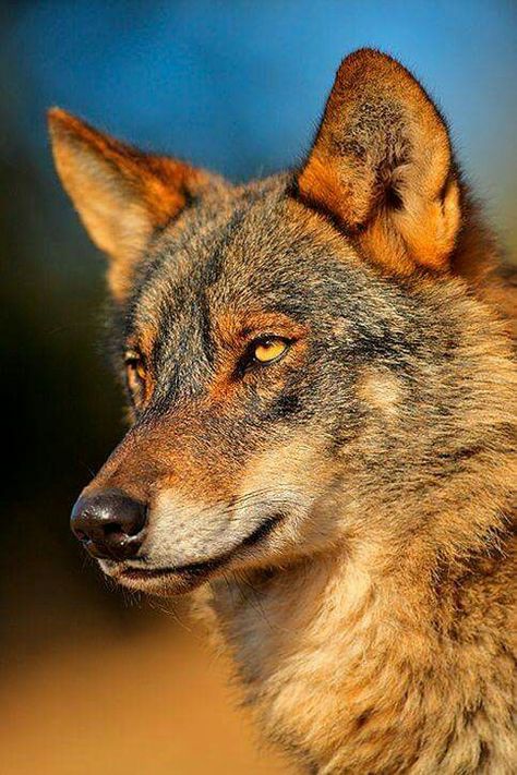 RED WOLF.....found in North America in swamps, forests, wetlands and bushlands....measures 3.25 - 4 feet long with a 10 - 14 inch tail and a weight of 40 - 90 lbs....declared extinct in the wild in 1980, but fortunately a captive breeding program enabled the species to be reintroduced....as of 2010, the reintroduced population eastern North Carolina was thought to total around 130....jaw pressure, or biting capacity, has been measured at 1,500 pounds per square inch Wolf World, Wolf Images, Wolf Photos, Wolf Love, Red Wolf, Wild Wolf, Wolf Pictures, Wolf Spirit, Beautiful Wolves