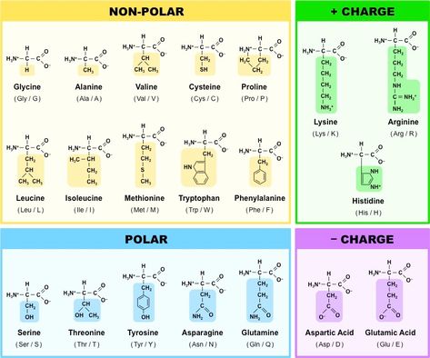 Structure Of Amino Acids, 20 Amino Acids Structure, Amino Acid Chart, Amino Acids Chart, 20 Amino Acids, Biochemistry Notes, Organic Chemistry Study, Mcat Prep, Chemistry Basics