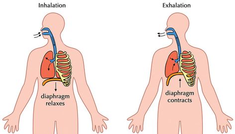 Difference Between Inhalation and Exhalation | Definition, Process, Role Voice Therapy, Cellular Respiration, Good Posture, Fit Couples, Muscle Relaxer, Breath In Breath Out, Training Tools, Skill Set, Abdominal Muscles