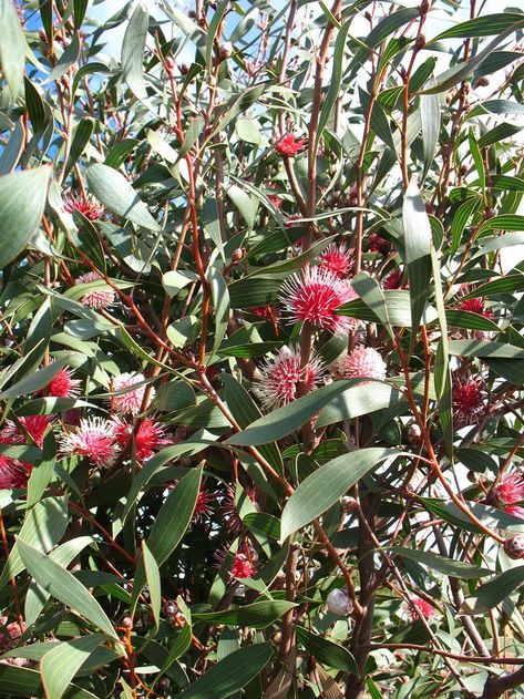 Need structure, privacy or screening effects in your garden? Digby Growns shares his favourite native plants for the job. Australian Native Hedge Plants, Native Hedge Australian, Small Australian Native Trees, Australian Climbing Plants, Native Screening Plants Australia, Australian Native Hedge, Australian Native Garden Landscaping, Modern Australian Garden, Windbreak Trees