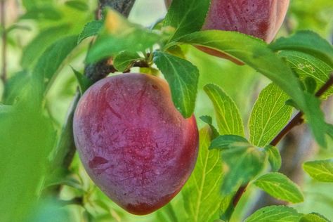 Santa Rosa Plum Tree Care Plum Tree Care, Prune Fruit, Japanese Plum, Plum Recipes, Purple Fruit, Plum Tree, Garden Veggies, Garden Route, Mediterranean Garden