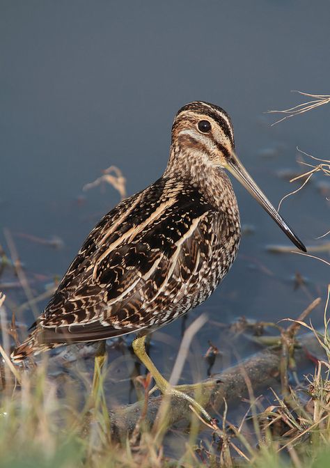 Wilson's Snipe | by PhotonFreak Mohawk Tattoo, Snipe Bird, American Woodcock, Gamebirds, Wildlife Pictures, Bird Hunting, British Wildlife, Shorebirds, Bird Watcher