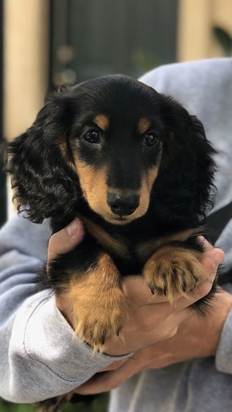 Black And Tan Mini Dachshund, Black Dachshund Puppy, Daschund Black And Tan, Black Dachshund Long Hair, Long Hair Dauchand Puppy, Black And Tan Long Haired Dachshund, Black Long Haired Dachshund, Daschund Long Haired, Mini Dachshund Long Haired