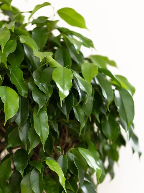 Part of the fig family - most commonly known as Indian Laurel - this form has dense leaf formation making it perfect for indoor topiary, as it is very happy to be clipped. The Ficus Nitida has small, shiny oval leaves that form a nice rounded head on a single solid stem. It is also air purifying and relatively easy going once it has become used to its new home. Best space & place This ficus, like most others is happiest situated in indirect bright light. It is happy in most rooms, with a minimum Indoor Topiary, Weeping Fig Tree, Ficus Nitida, Weeping Fig, Ficus Benjamina, Laurel Leaves, Air Purifying, Space Place, Decorative Pots