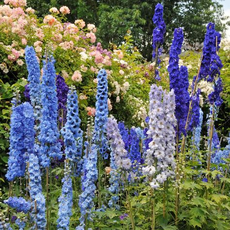 Delphinium Seeds - Blue Mix | Flower Seeds in Packets & Bulk | Eden Brothers