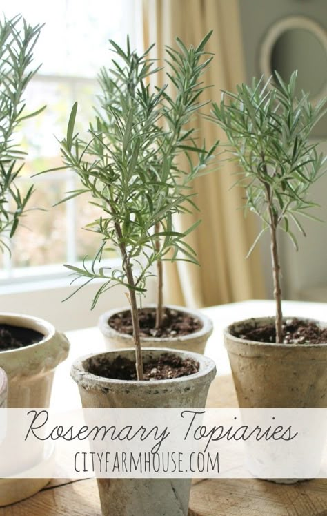 Rosemary  topiaries: 1. Take clippings, trim leaves from the stem off the bottom and set in water. Change water often & leave until you get roots. 2. Take your pots and fill the bottoms with rocks for drainage.3. Fill bottom with potting soil then add your rooted Rosemary - add more soil. Press soil lightly & water.Place in sun. Trim as needed. Rosemary Topiary, Rosemary Plants, Christmas Plants Gifts, Trees In Pots, Jute Placemats, Topiary Diy, City Farmhouse, Plants In Pots, Christmas Plants