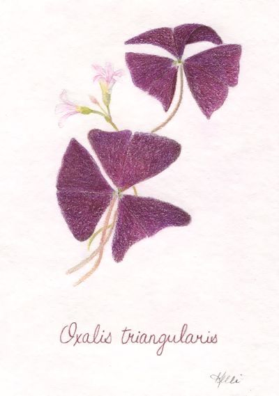 Oxalis Plant, Purple Oxalis, House In Winter, Shamrock Plant, Watercolour Tattoos, Purple Shamrock, Oxalis Triangularis, Shamrock Tattoos, Phone Case Diy Paint