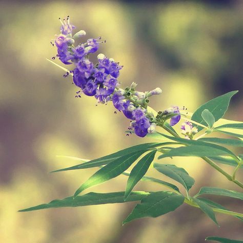 Chaste Tree (Vitex agnus castus) Lamiaceae Family, Vitex Agnus Castus, Agnus Castus, Chaste Tree, Lone Pine, Flower Essences, Small Trees, Herbal Medicine, The Mediterranean