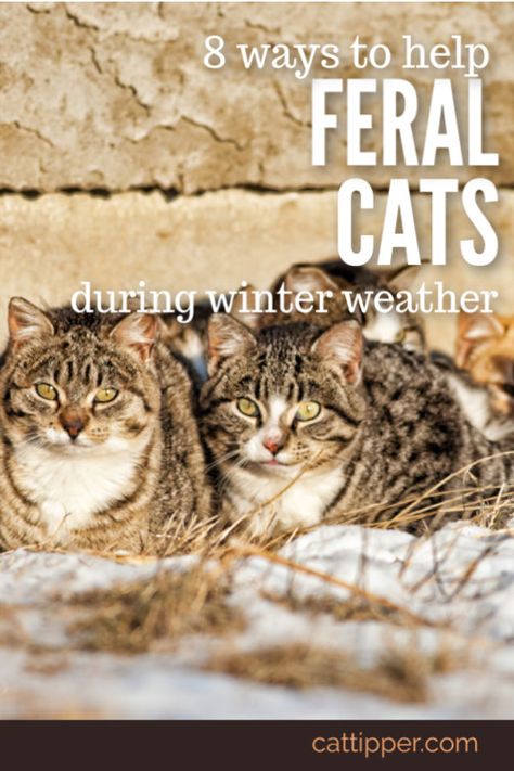 Cat Shelters For Winter, Outdoor Cat Shelter, Feral Cat Shelter, Feral Cat House, Feral Kittens, Cat Houses, Feral Cat, Outdoor Cat House, Outdoor Cat