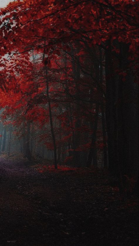 Blood Forest Aesthetic, Fbaa Wallpapers, Ash Astethic, From Blood And Ash Wallpaper, From Blood And Ash Aesthetic, Dreary Aesthetic, Fade Aesthetic, A Dowry Of Blood, Aesthetic Author