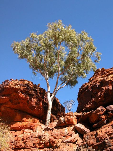 Ghost Gum Tree. Ghost gum reaching for the sky, Lings Canyon, Australia , #Affiliate, #Tree, #gum, #Ghost, #Gum, #reaching #ad Environment Moodboard, Reaching For The Sky, Gum Tree, Leaf Images, Tree Images, Habitat, Abstract Design, The Sky, Gum