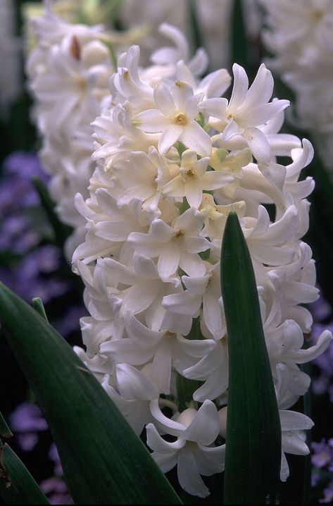 White Hyacinth White Hyacinth Flower, White Hyacinth, Hyacinth Flowers, Gladioli, Moon Garden, White Gardens, Simple Flowers, Exotic Flowers, Beautiful Blooms