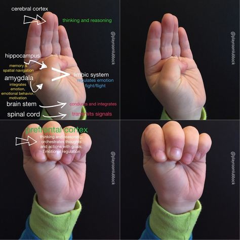 Tantrums? Neuroscience, emotions, and behavior. Flipping your lid and the Hand Model of the Brain by Dr. Dan Siegel Model Of The Brain, Dan Siegel, Whole Brain Child, Brain Based Learning, Whole Brain Teaching, School Social Work, Brain Science, Child Therapy, Mindfulness For Kids