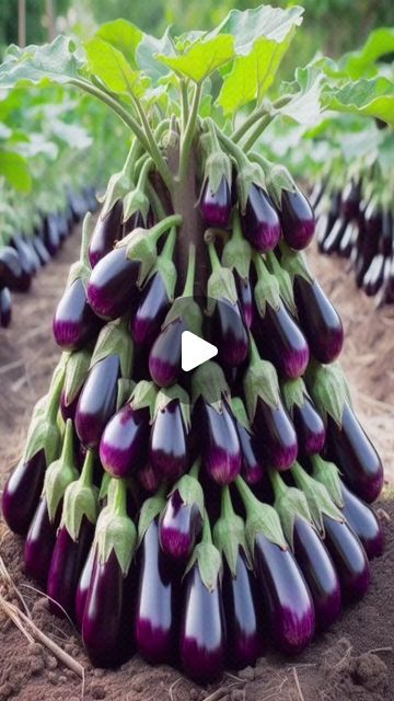 Wahidul islam on Instagram: "How To Grow Eggplant In Your Vegetable Garden 🏡#açaíplus #sweetcherry #juicywatermelon #freshstrawberries #ripebananas #tropicalpineapple #vibrablyberry #melonmania #citruscrave #peachperfection #antioxidantrich #juicygrapes #exoticfruits #refreshingkiwi #tangycitrus #berrysensation #mangolicious #rinfreshing #nectarinespree #berrybliss #tropicaldelight" Eggplant Growing, Grow Eggplant, Growing Eggplant, Eggplant Plant, Growing Melons, How To Grow Vegetables, Vegetables Garden, Book Crafts Diy, Rose Flower Pictures