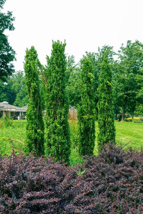 9 Narrow Evergreen Shrubs (with Pictures) - Plantglossary Large Yard Landscaping, Taxus Baccata, Green Giant, Small White Flowers, Evergreen Plants, No Limit, Evergreen Shrubs, Types Of Soil, Yard Landscaping