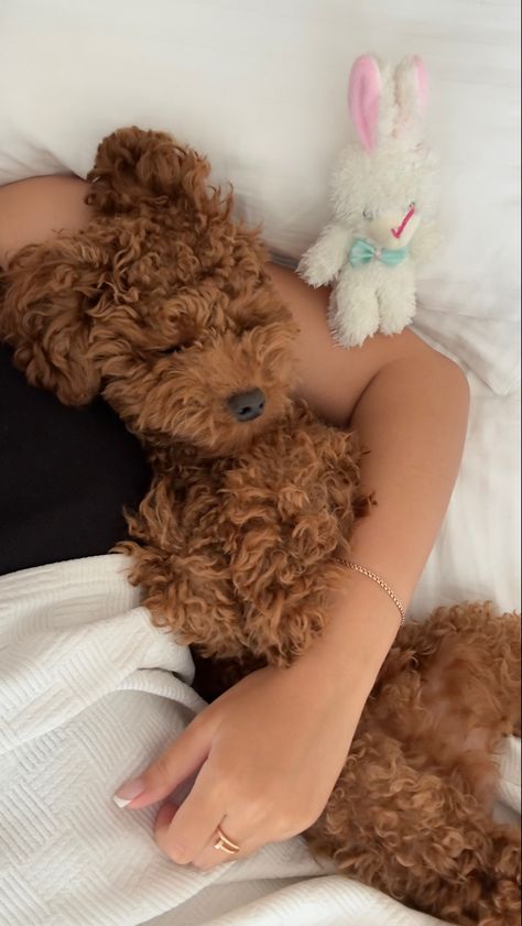 Brown Toy Poodle Aesthetic, Minature Goldendoodle Puppy, You Poodle, Doodle Dog Aesthetic, Poodle Dog Aesthetic, Dog Care Aesthetic, Cockapoo Aesthetic, Toy Poodle Aesthetic, Full Grown Mini Goldendoodle