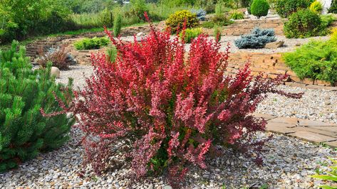 How To Grow And Care For Barberry Shrubs Barberry Shrub, Red Shrubs, Barberry Bush, Best Bathroom Plants, Japanese Barberry, Low Maintenance Shrubs, Bathroom Plants, Blooming Plants, Replant