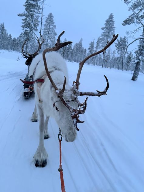 Reindeer Aesthetic, Finland Trip, Vacay Spots, Reindeer Sleigh, White Reindeer, Reindeer And Sleigh, Winter Animals, Art Board, Art Boards