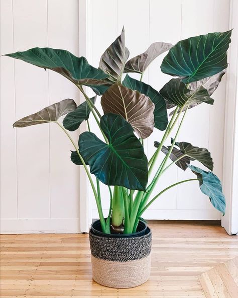 Wall Murals Diy, Elephant Ear Plant, Interior Plants, Office Plants, Natural Home Decor, Plant Mom, Plant Lady, Exotic Plants, Rare Plants